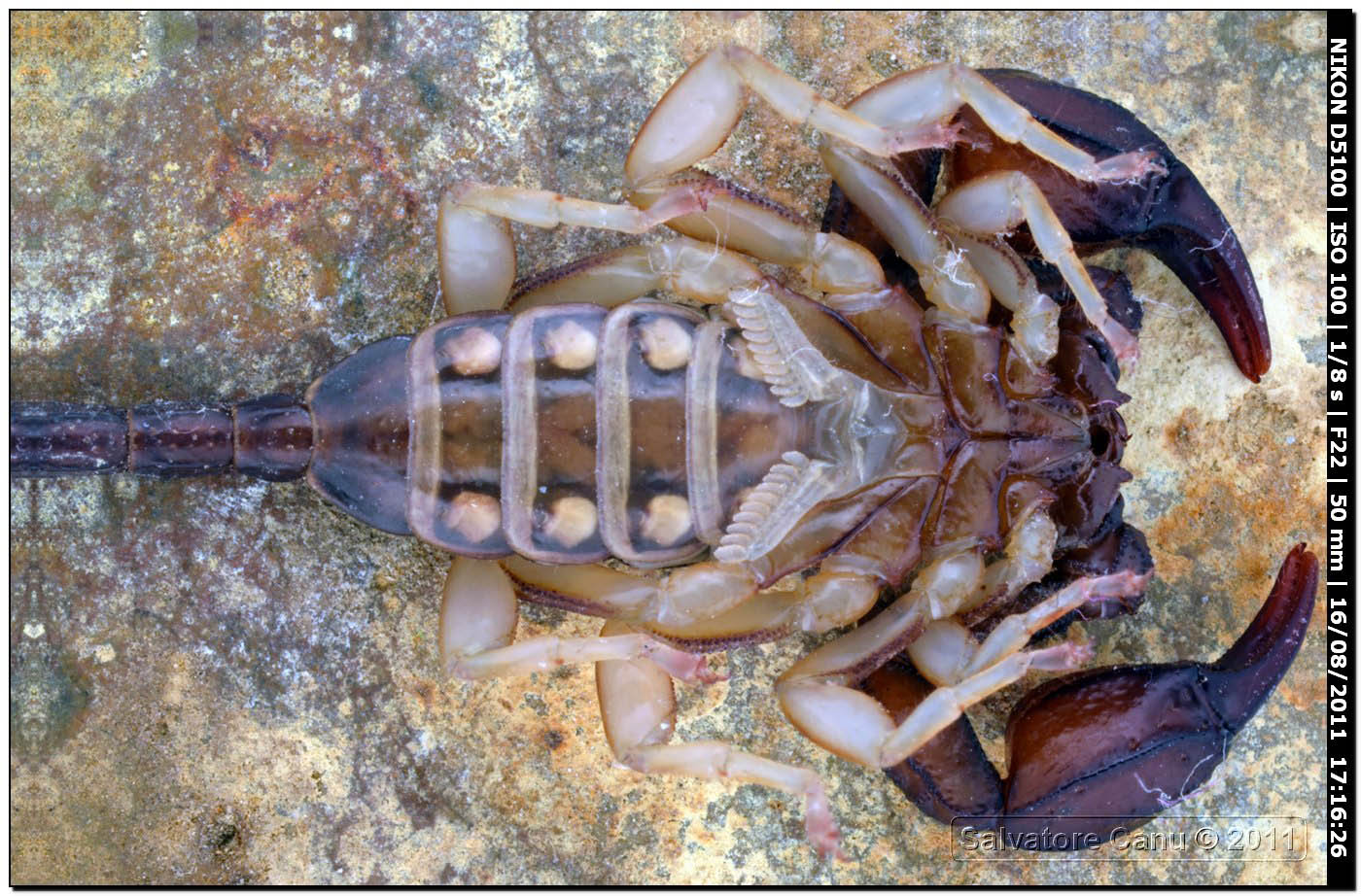 Euscorpius flavicaudis