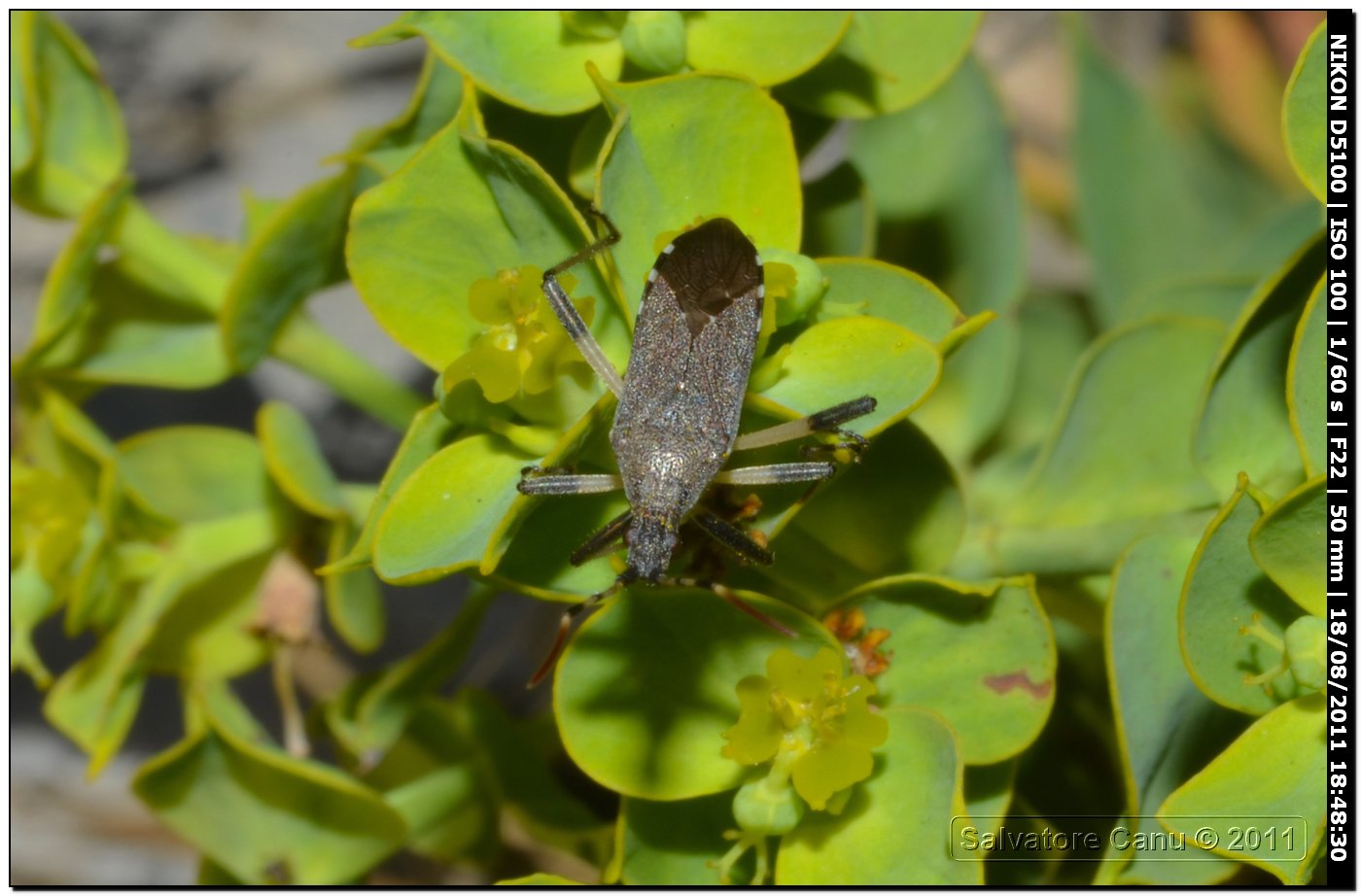 Miridae da id.