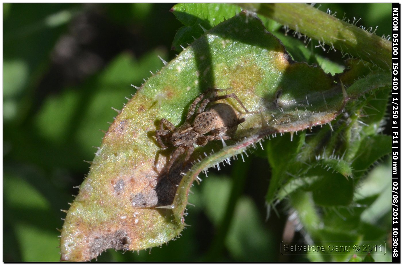 Pardosa sp.