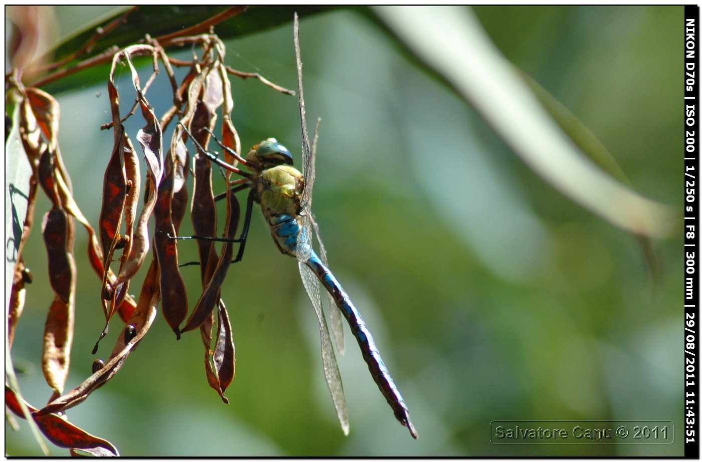 Anax imperator ♂♀