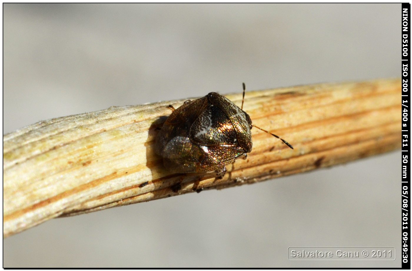 Pentatomidae, Eysarcoris venustissimus della Sardegna (SS)