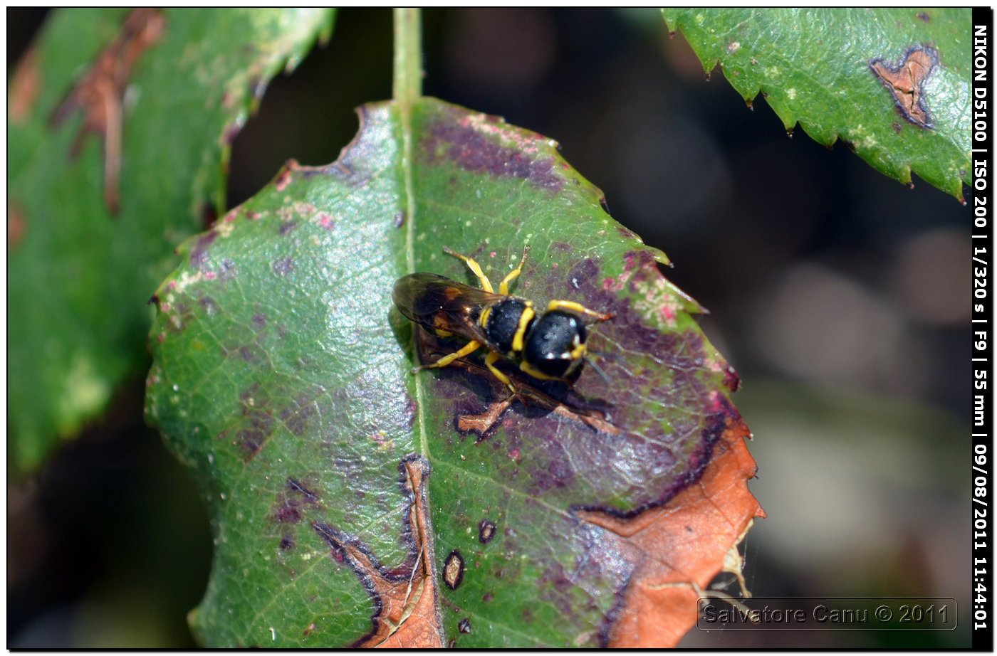 Piccolo Crabronidae