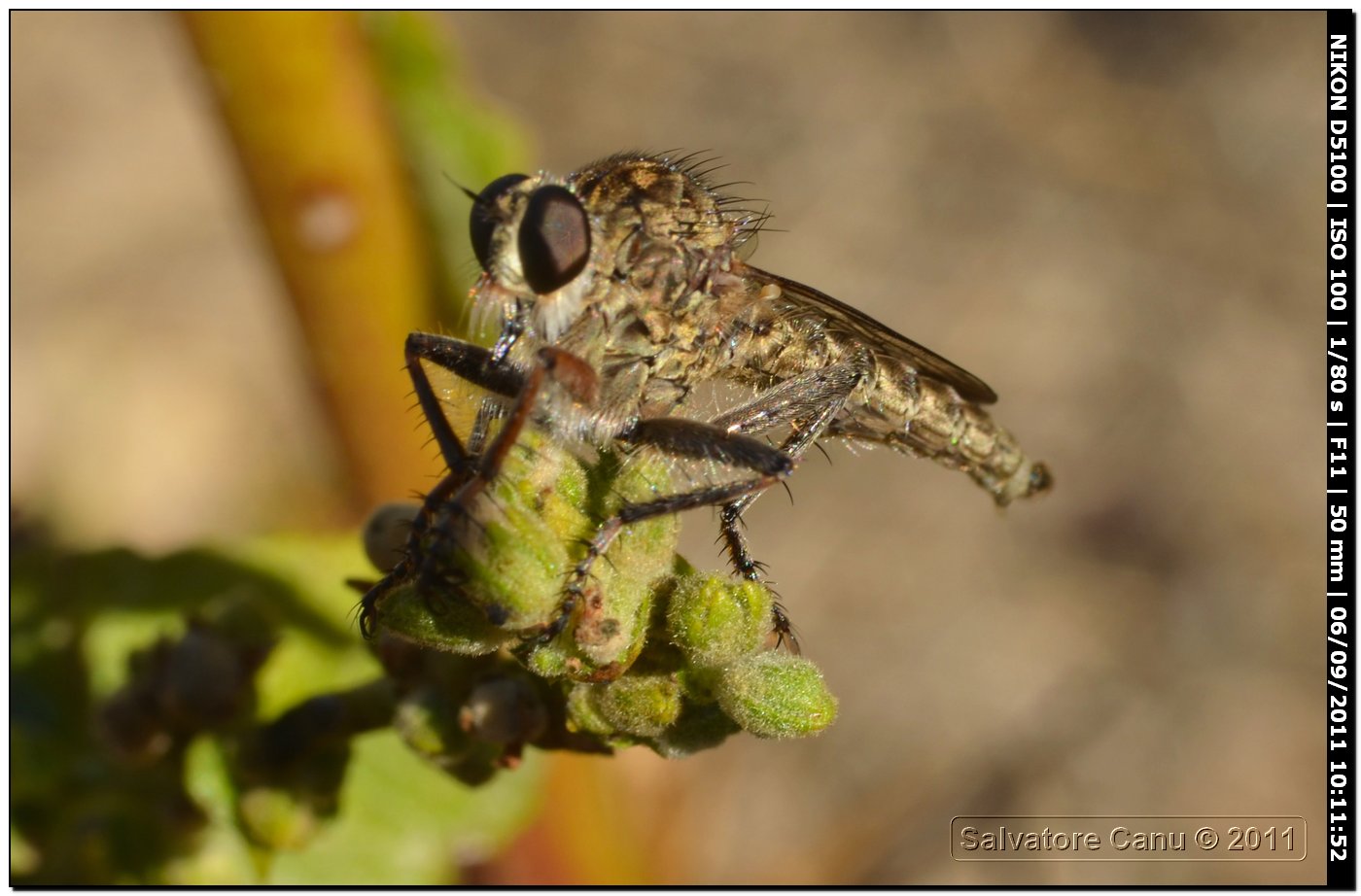 Asilidae sp.