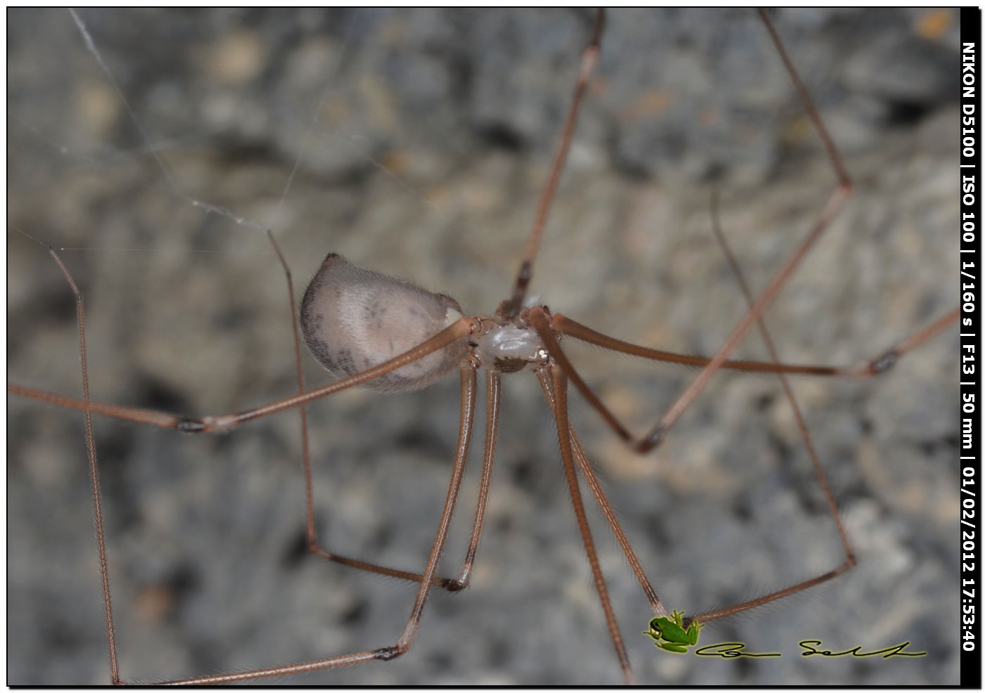 Pholcus phalangioides