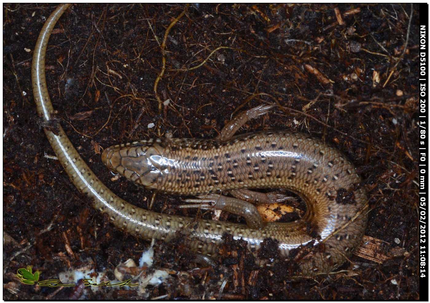 Chalcides ocellatus da Usini