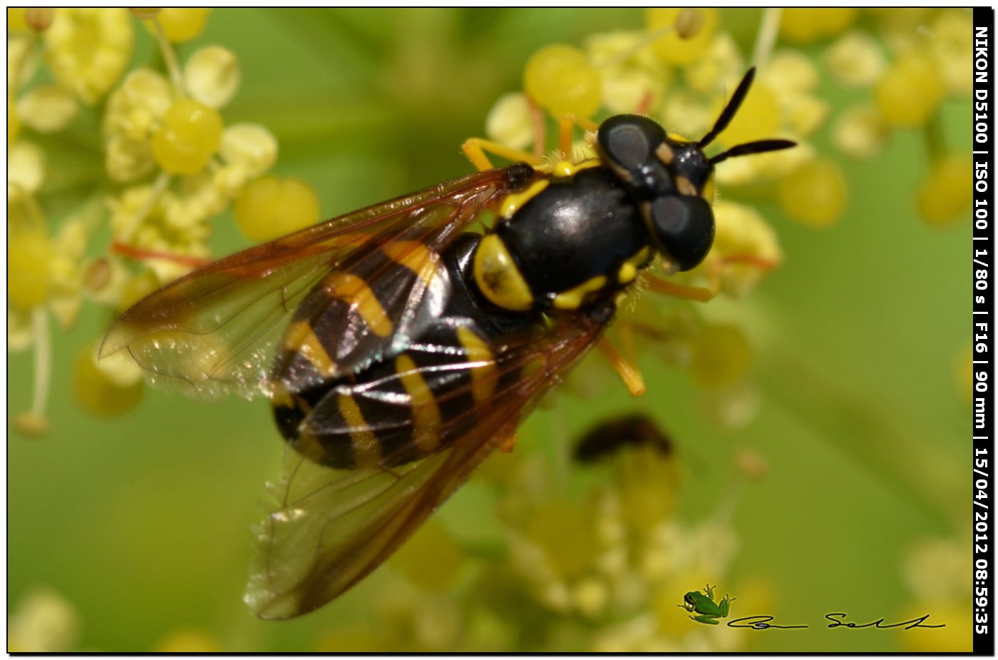 Chrysotoxum intermedium