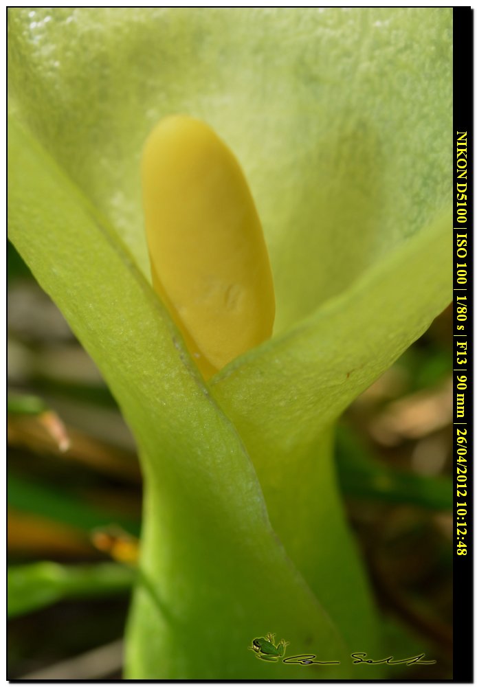 Arum italicum