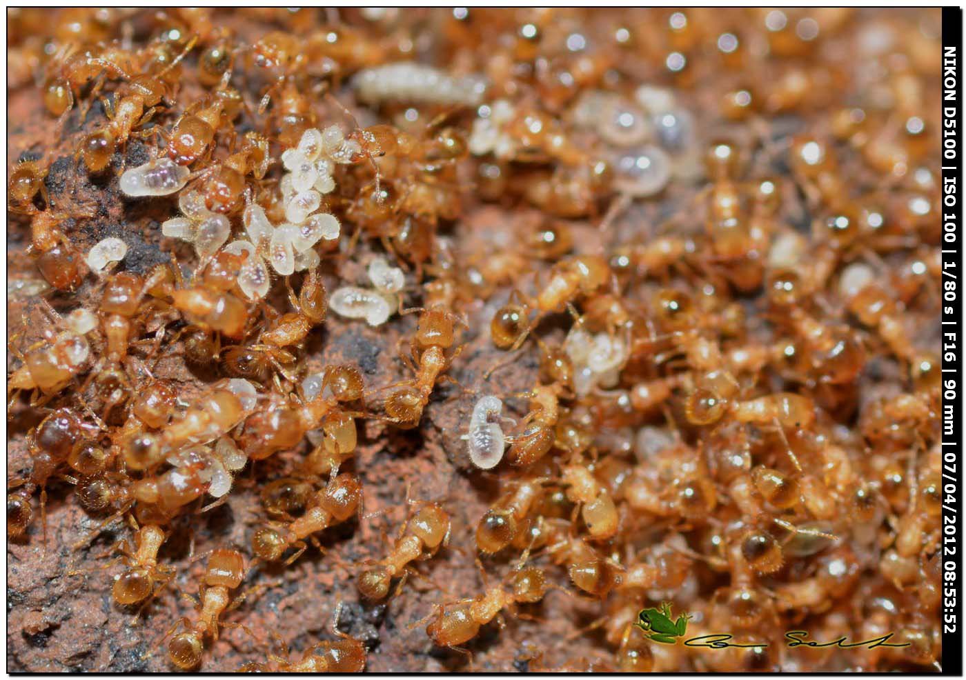 Tetramorium sp.