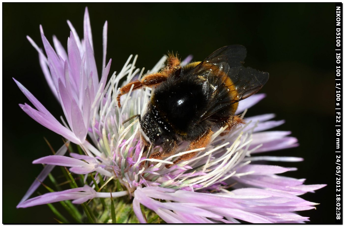 Bombus sp. da id.