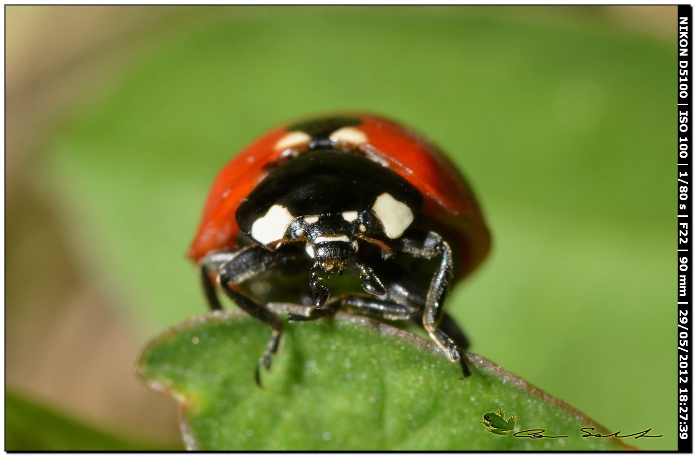 Coccinella septempunctata