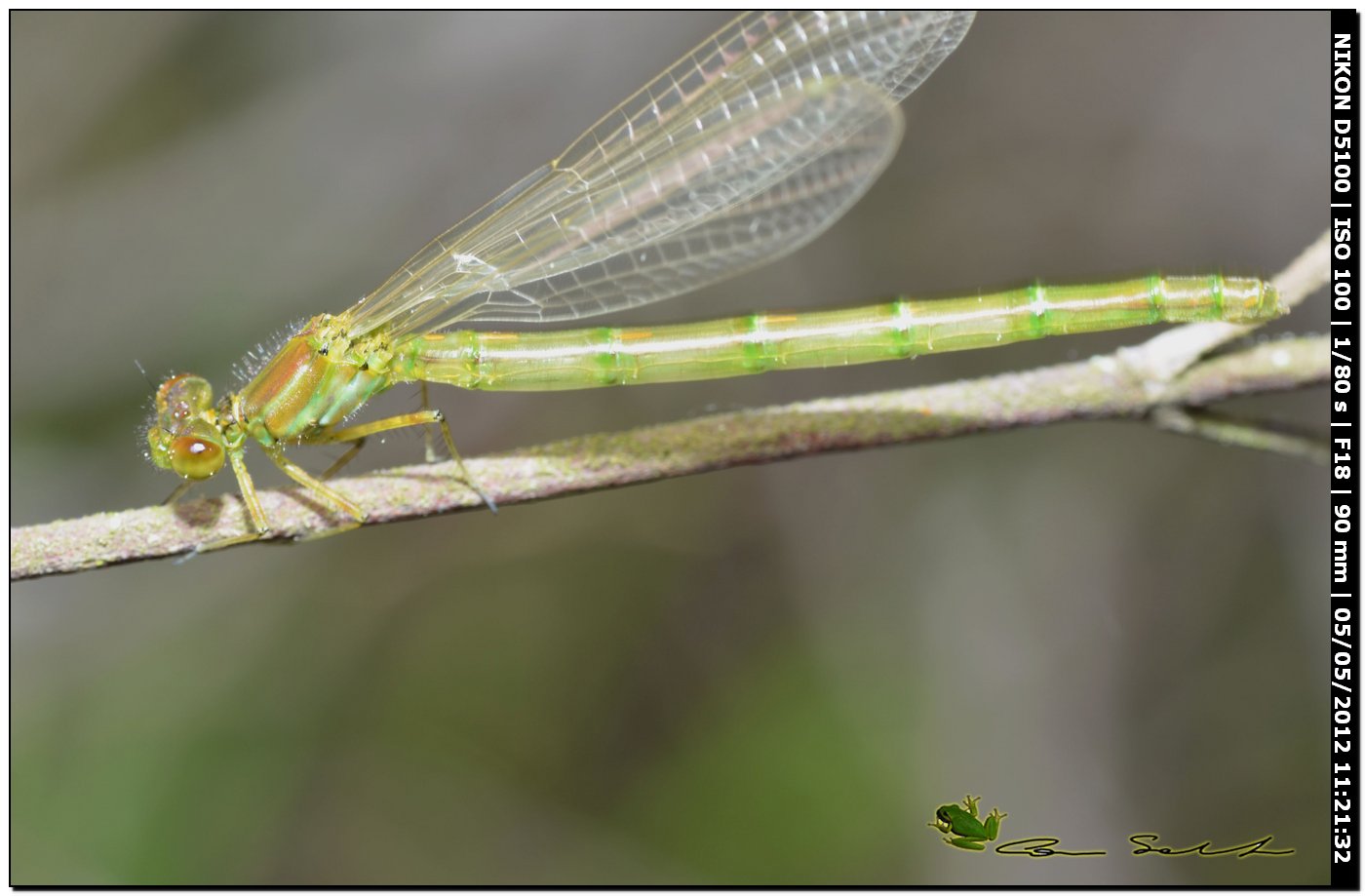 Lestes immatura