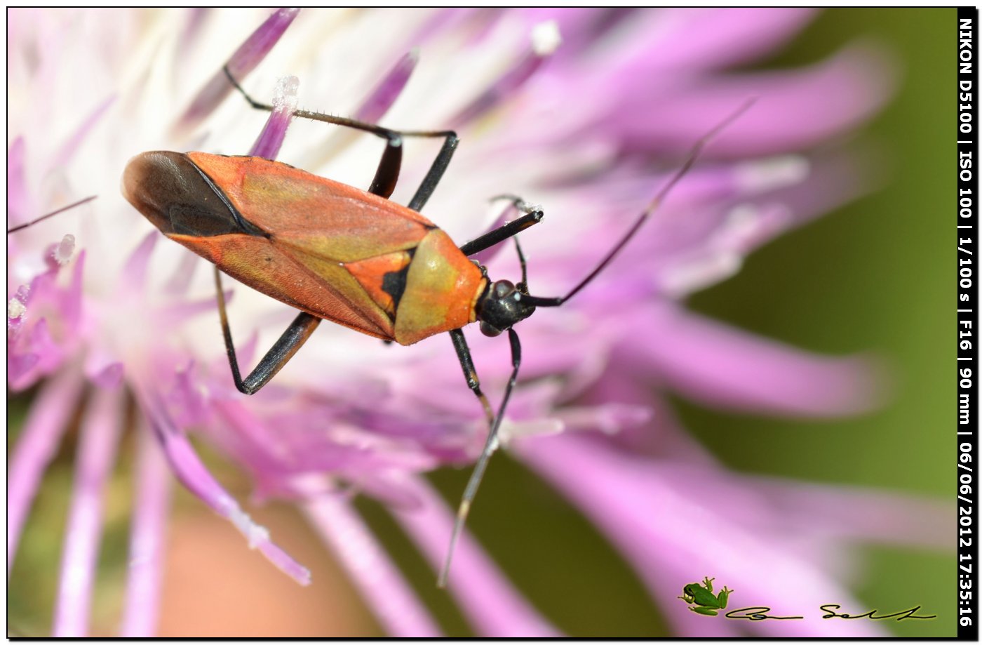 Calocoris nemoralis f.coccinea