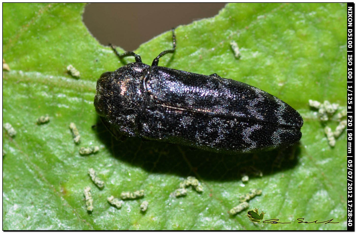 Buprestidae, Coraebus rubi