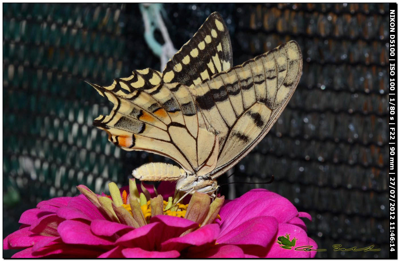 Papilio machaon