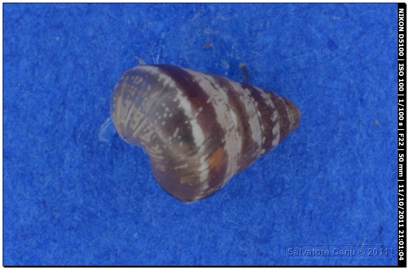 Cochlicella sp.