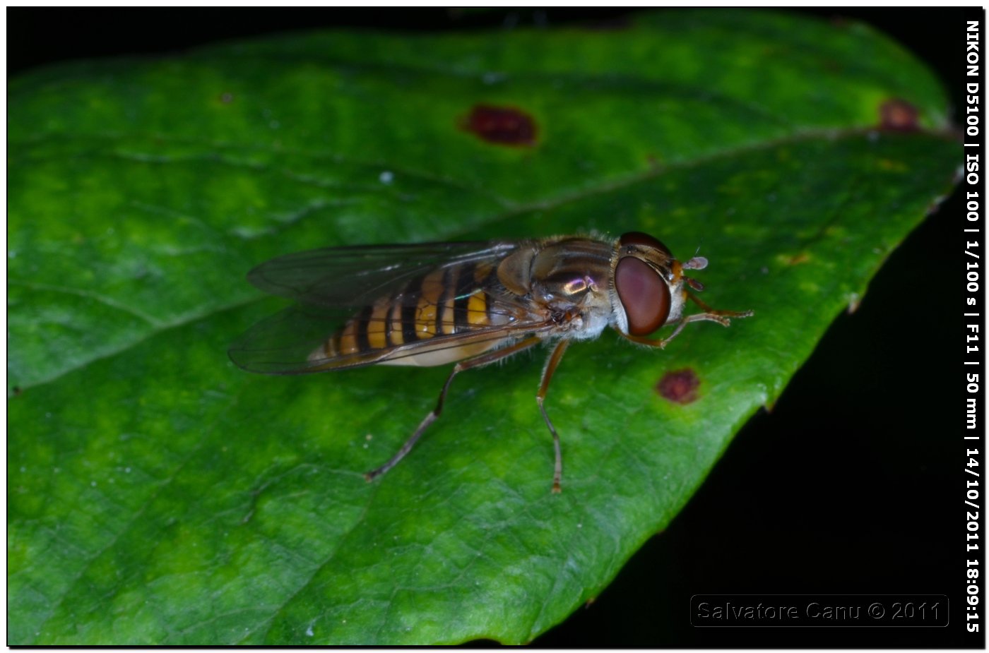 Episyrphus balteatus