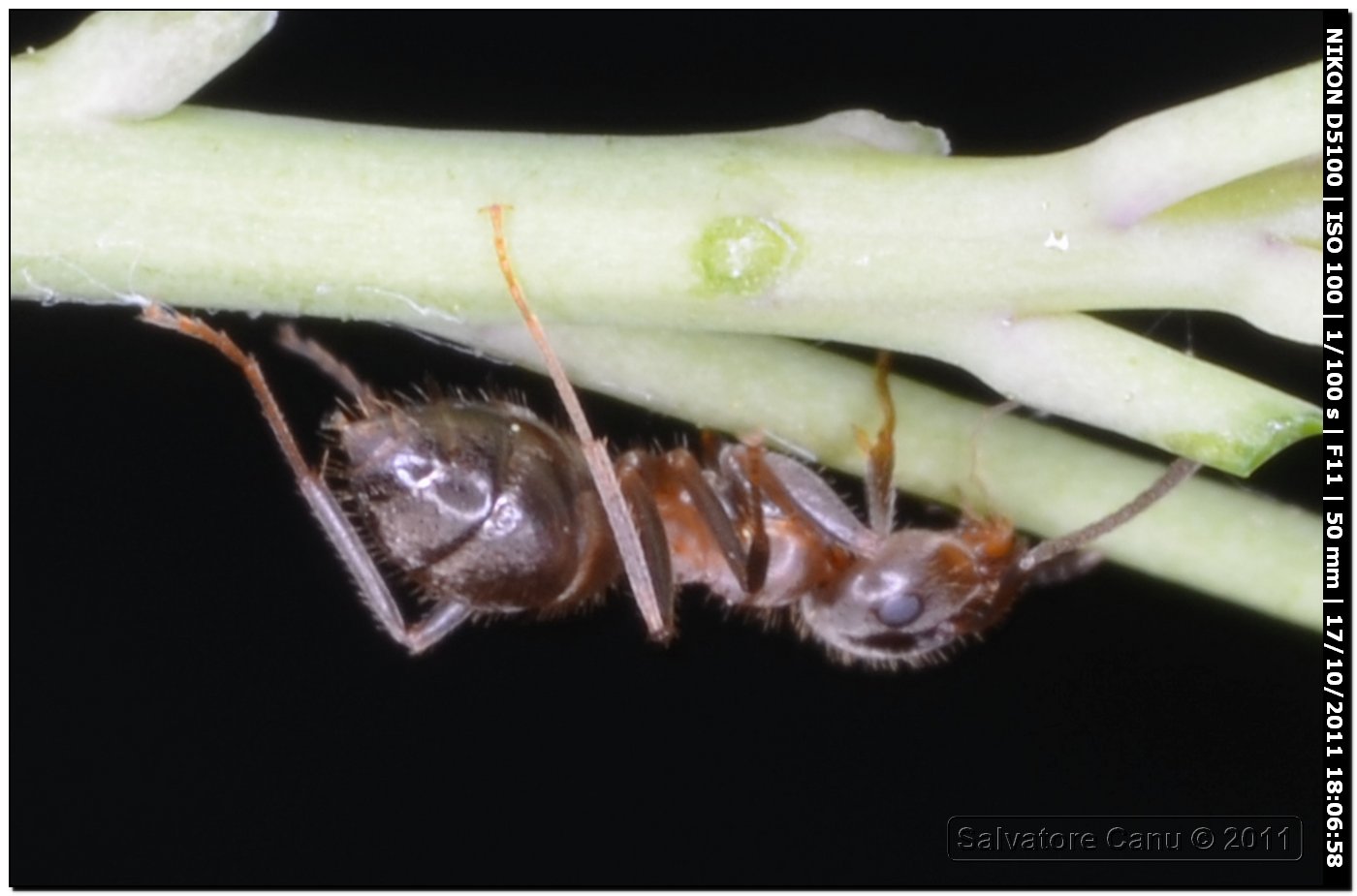 Formica da id. 2 (Lasius sp.)