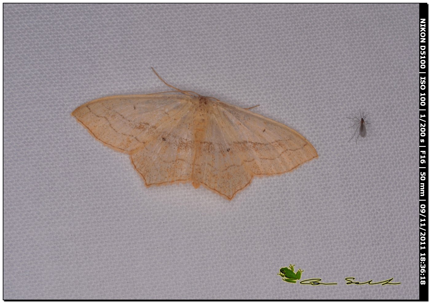 Geometridae, Scopula imitaria