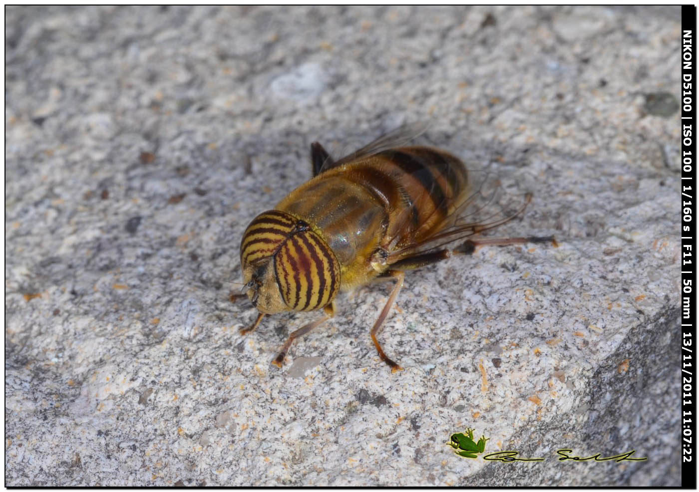 Eristalinus taeniops, Syrphidae