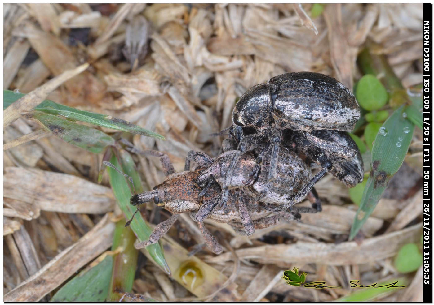 Curculionidae da id.