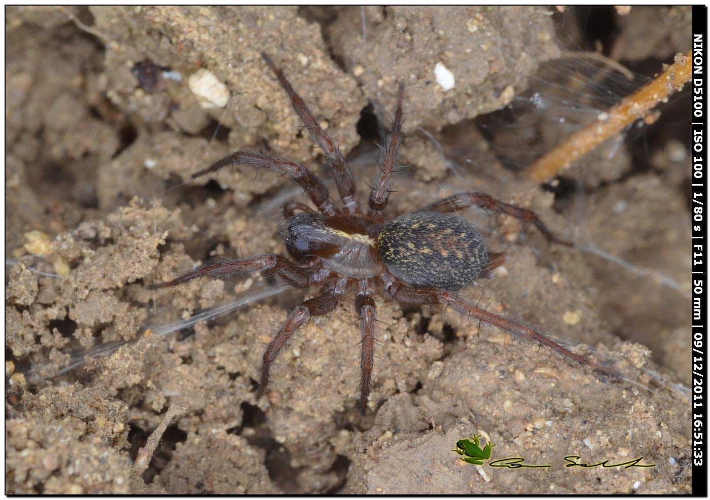 Lycosoides coarctata