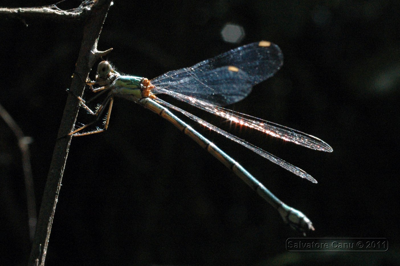 Chalcolestes viridis ?   S !