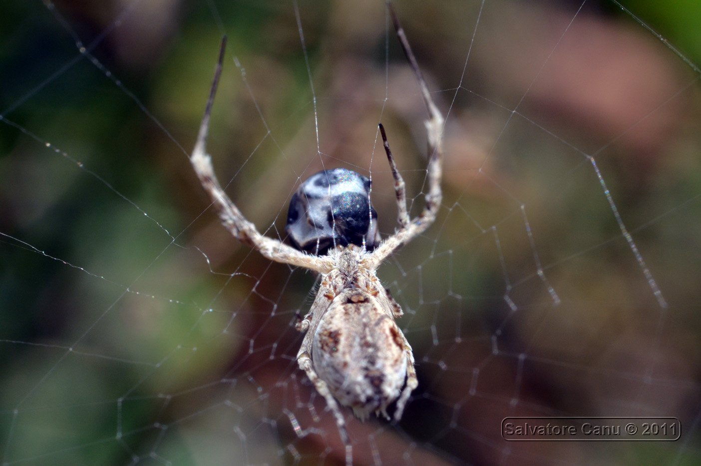 Uloborus sp.