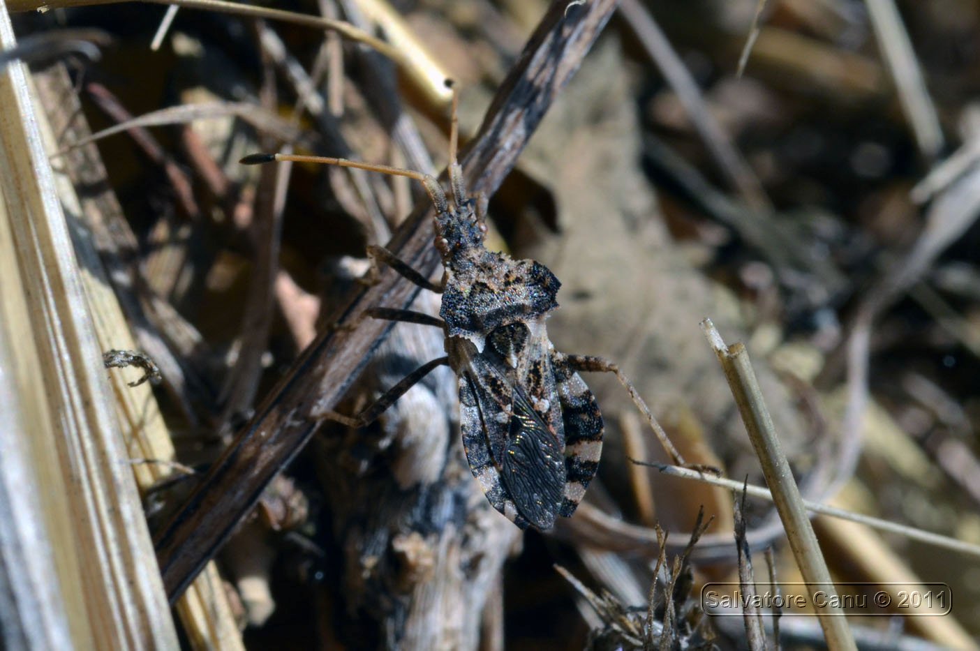 Coreidae: Centrocoris variegatus della Sardegna (SS)