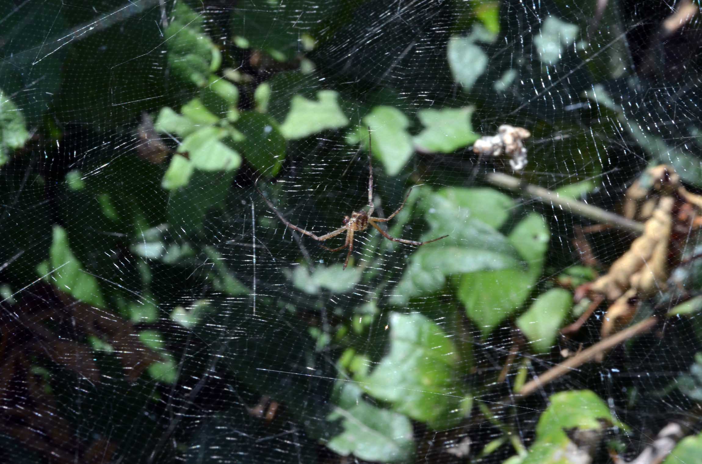 Argyrodes su tela di Cyrtophora citricola