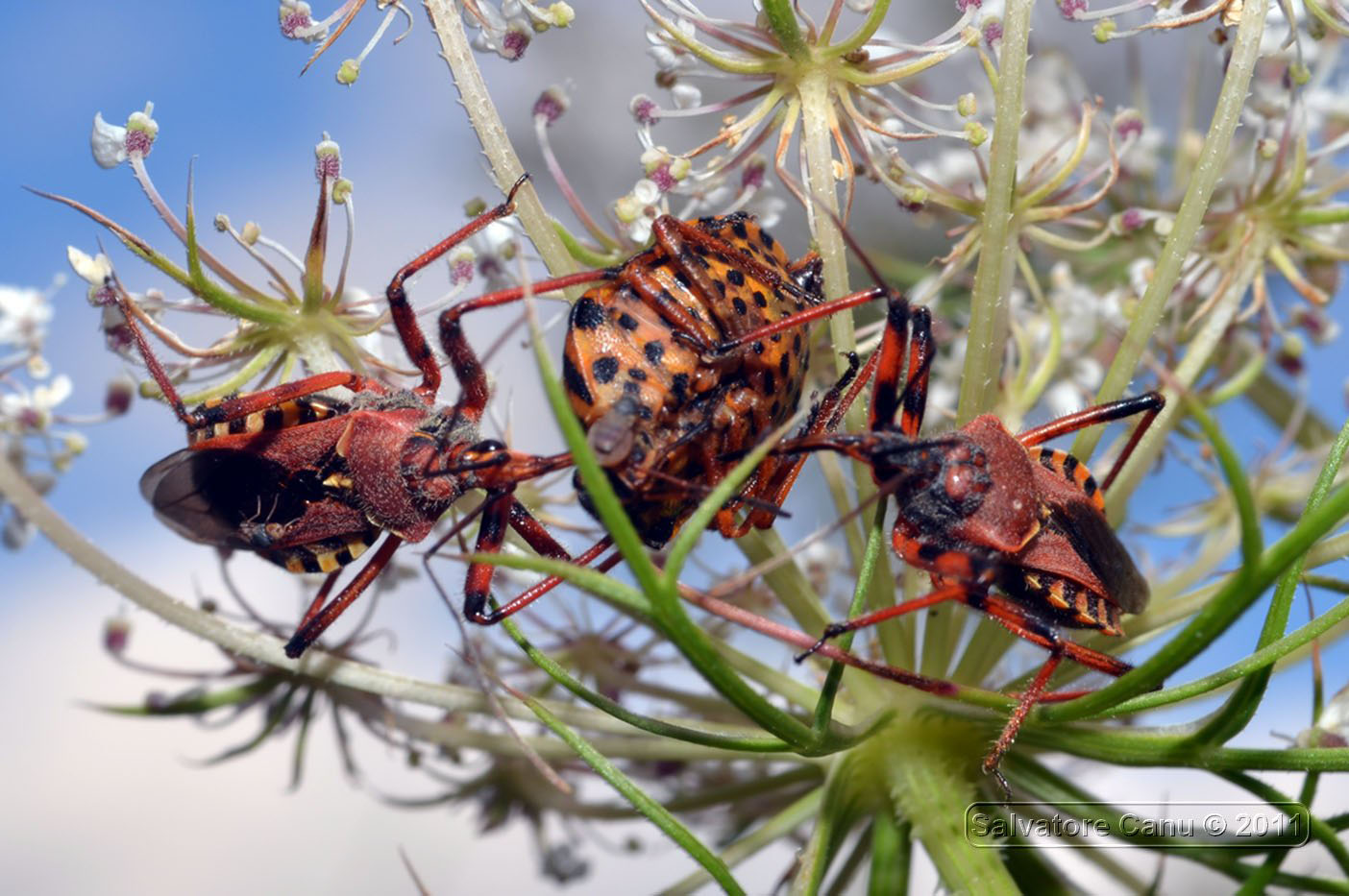 Rhynocoris erythropus predano un Graphosoma lineatum