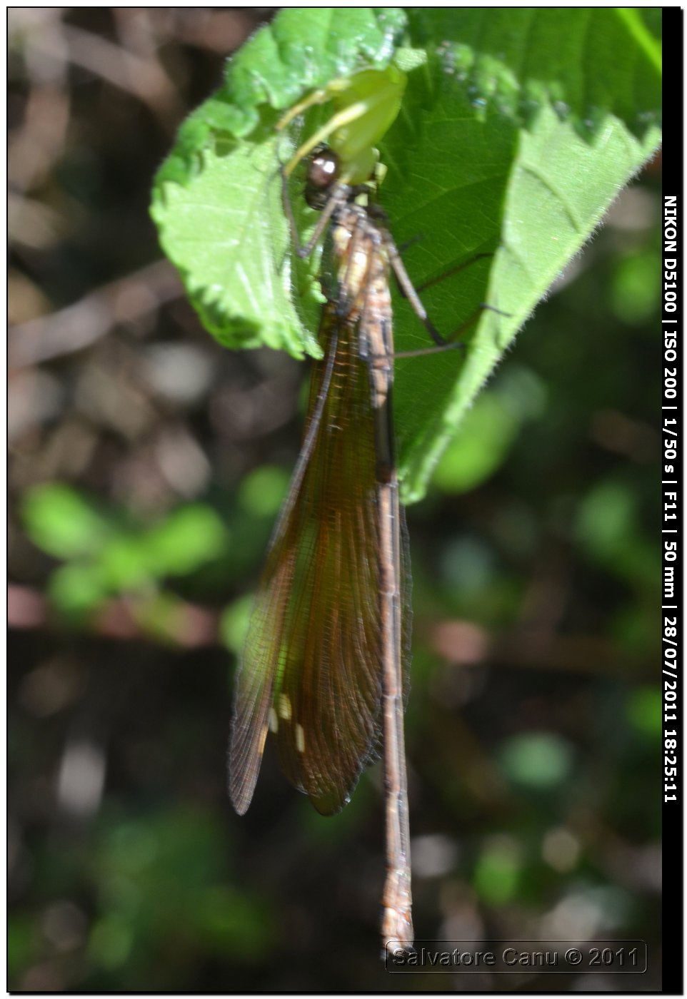 Misumena vatia preda Calopteryx