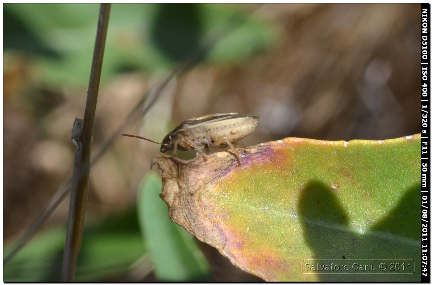 Aelia acuminata?