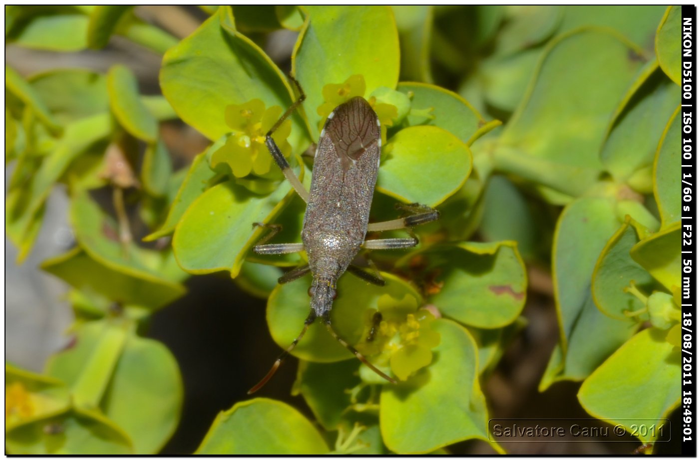 Miridae da id.