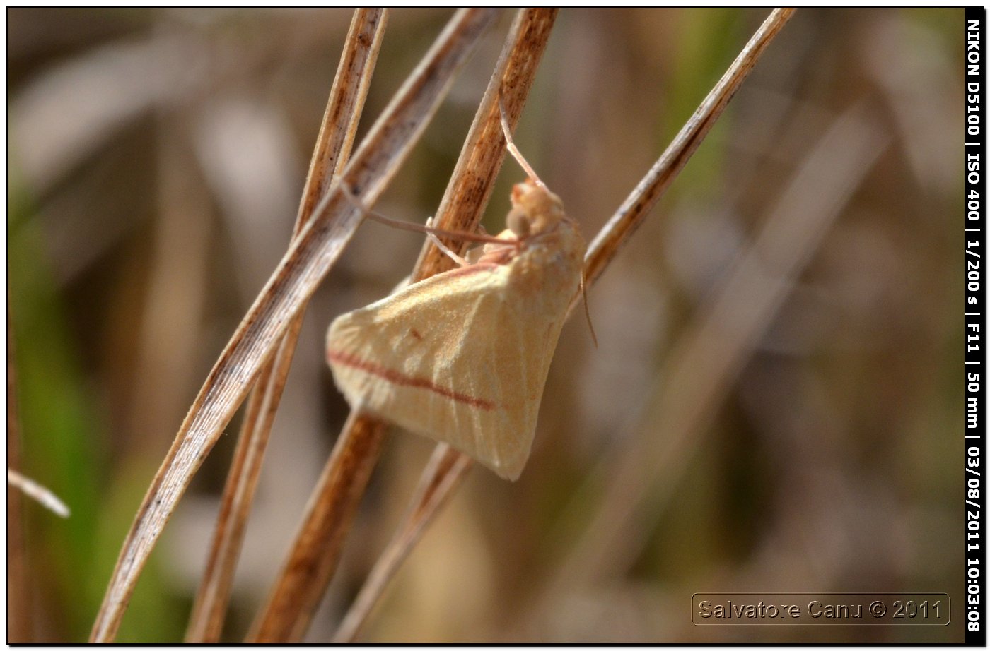 Larva di Geometridae