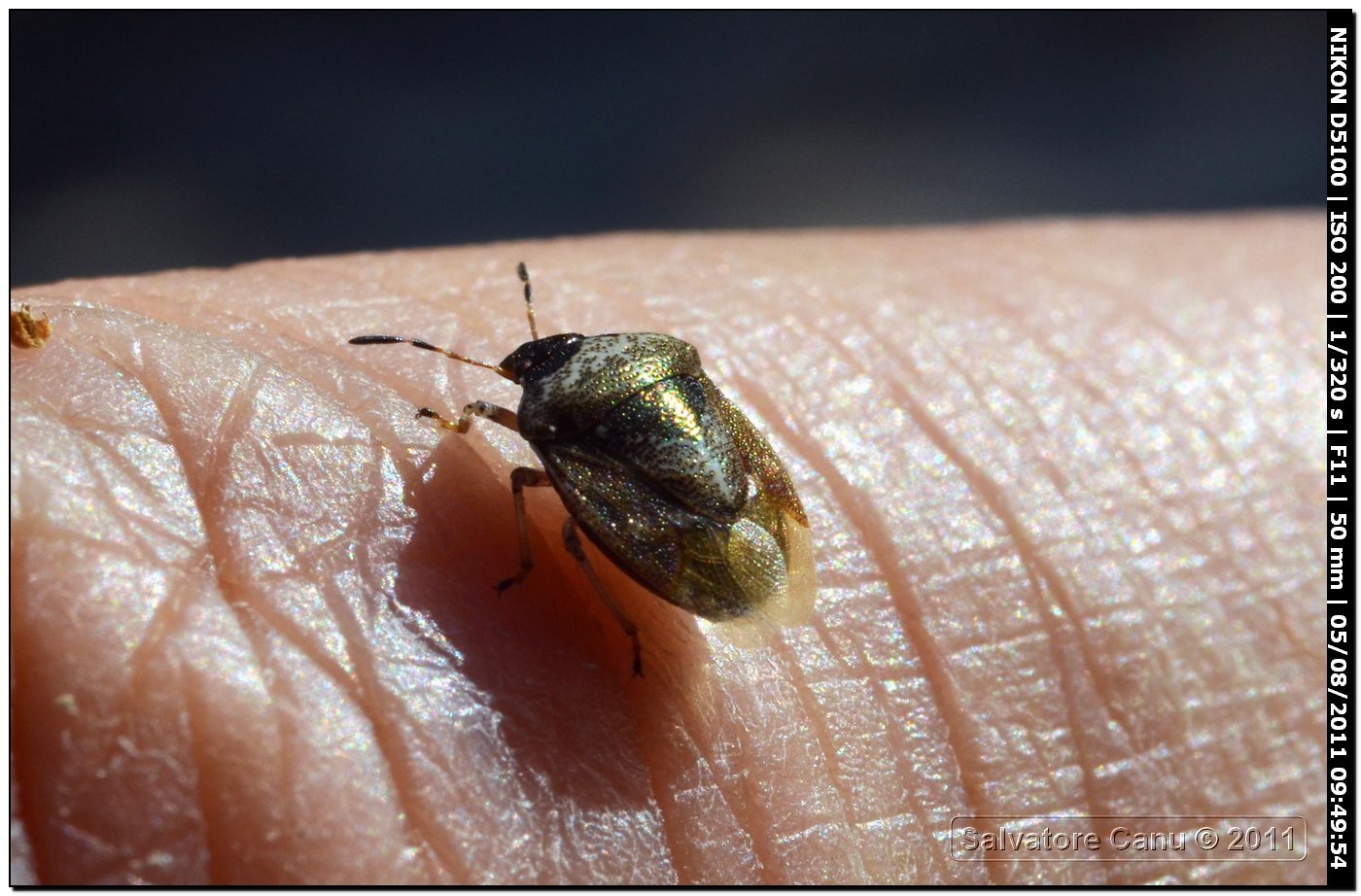 Pentatomidae, Eysarcoris venustissimus della Sardegna (SS)