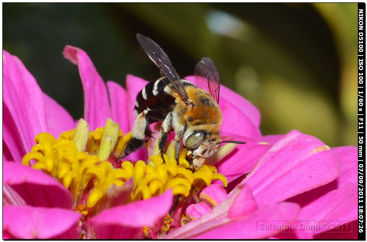 Amegilla cf. magnilabris (Apidae Anthophorinae)