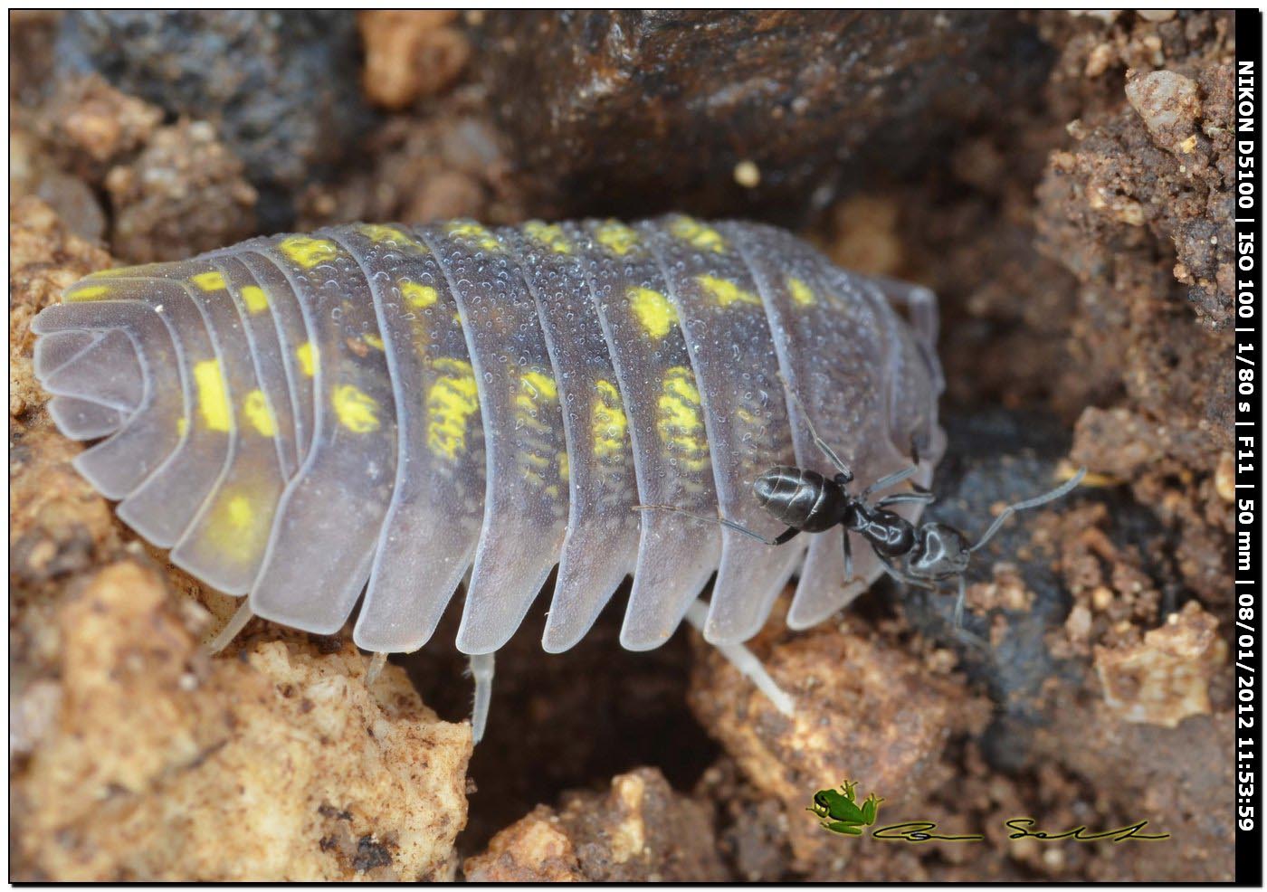 Isopoda Armadillidiidae:  Armadillidium granulatum