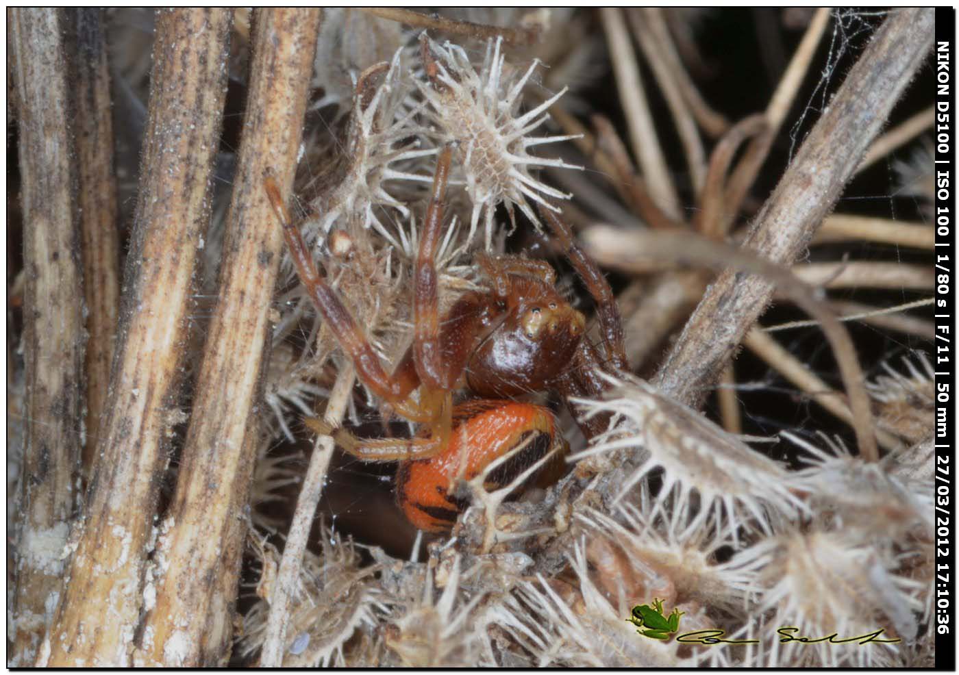 Synema globosum da Usini