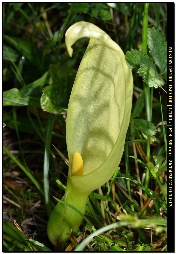 Arum italicum