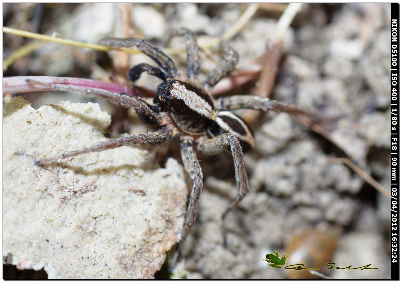 Alopecosa albofasciata ♂