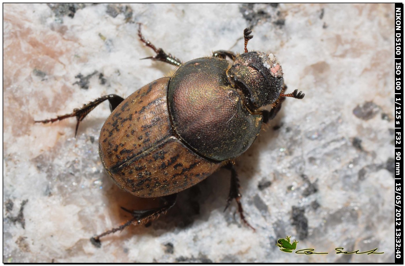 Onthophagus vacca