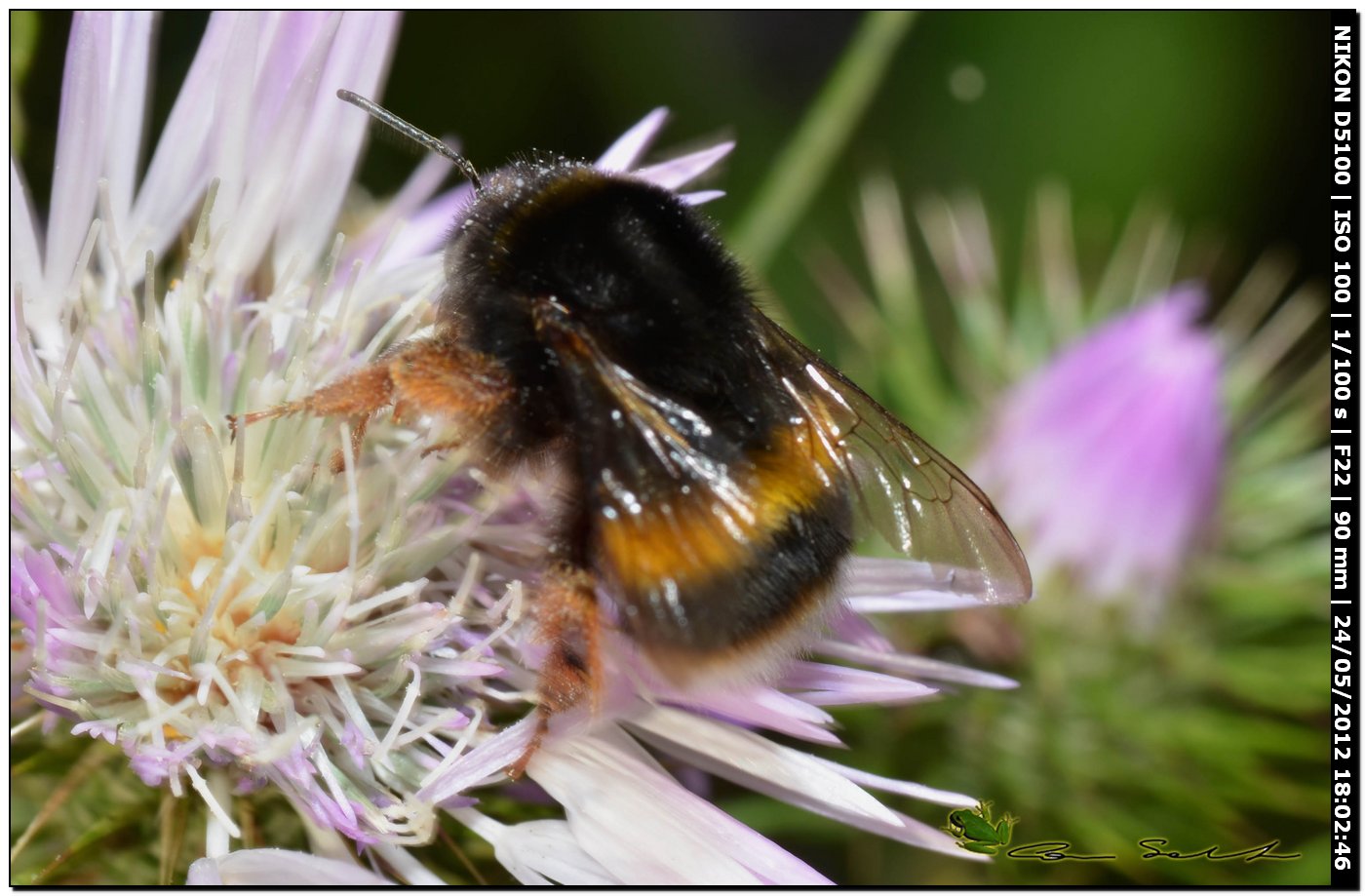 Bombus sp. da id.