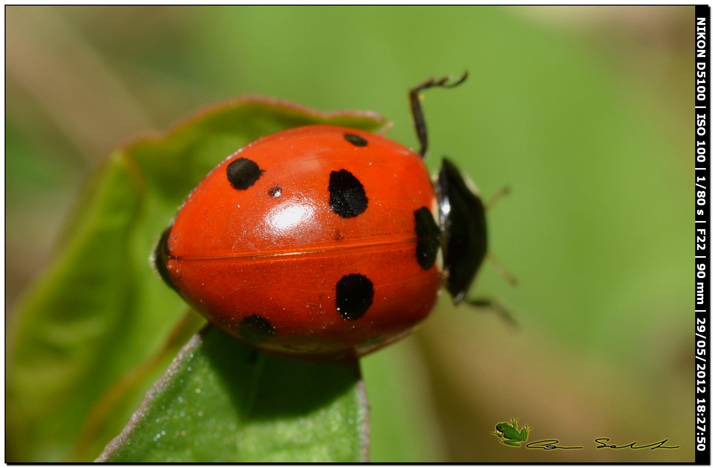 Coccinella septempunctata