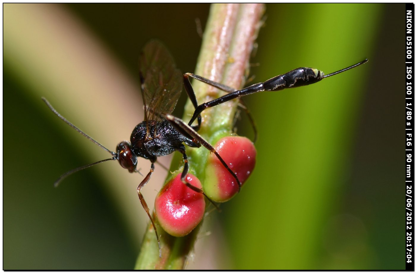 Anomalon cruentatum, Ichneumonidae