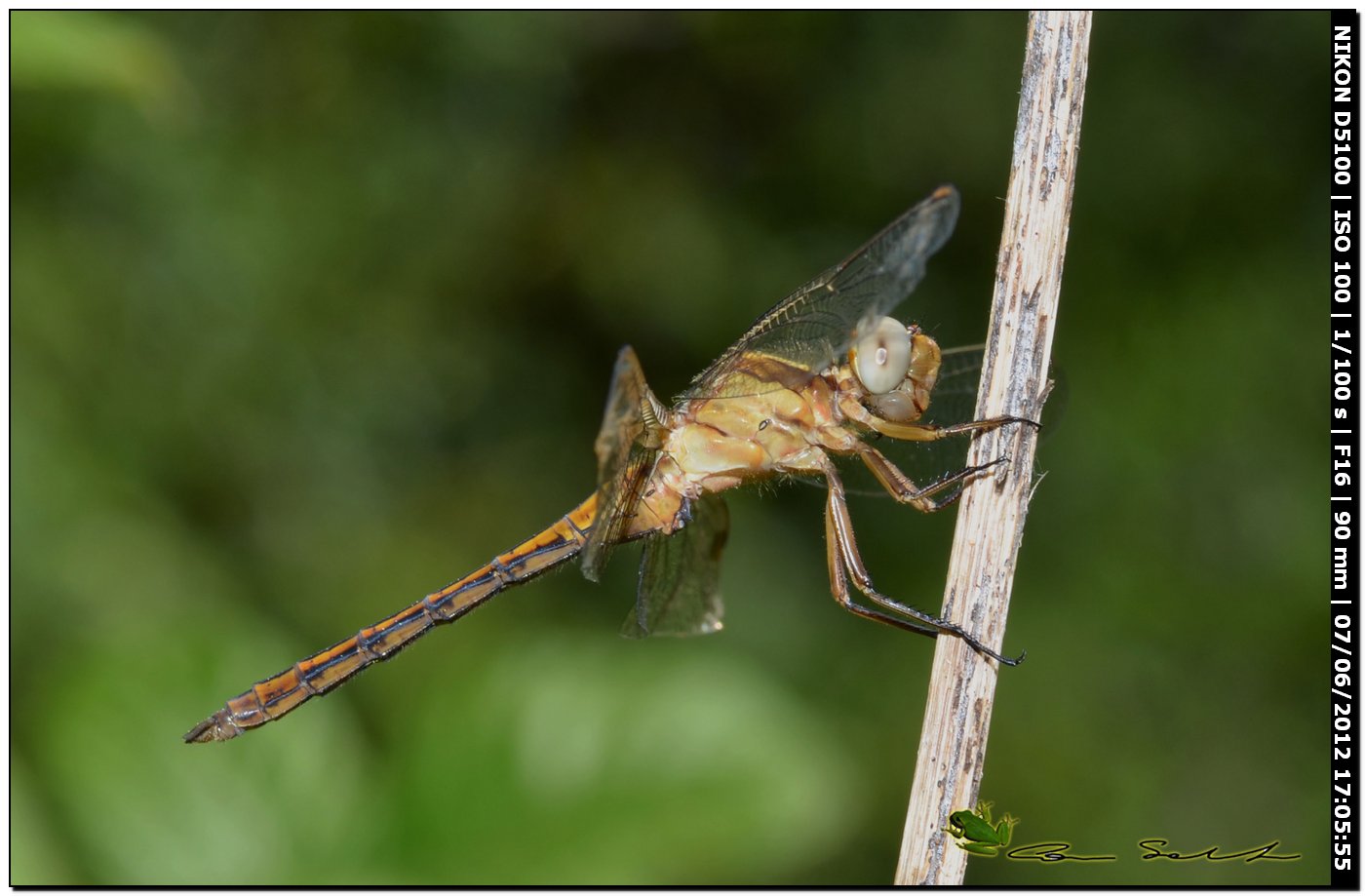 Orthetrum?