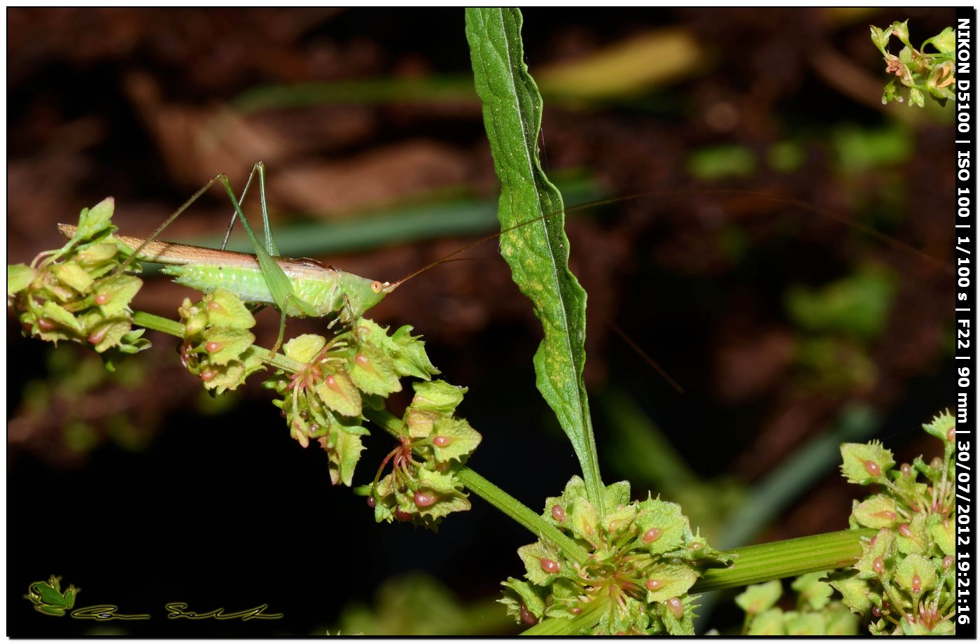 Tettigonia sp.