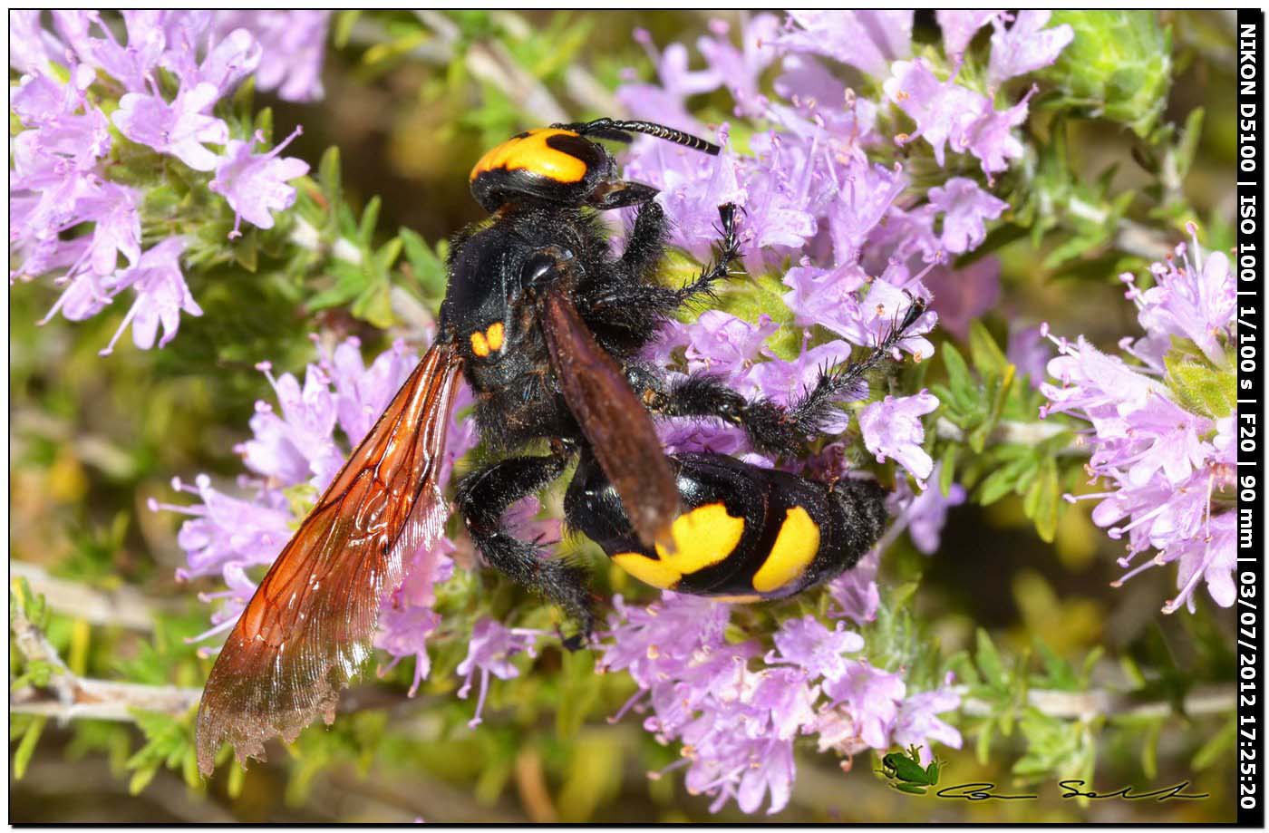 Megascolia flavifrons, Scoliidae