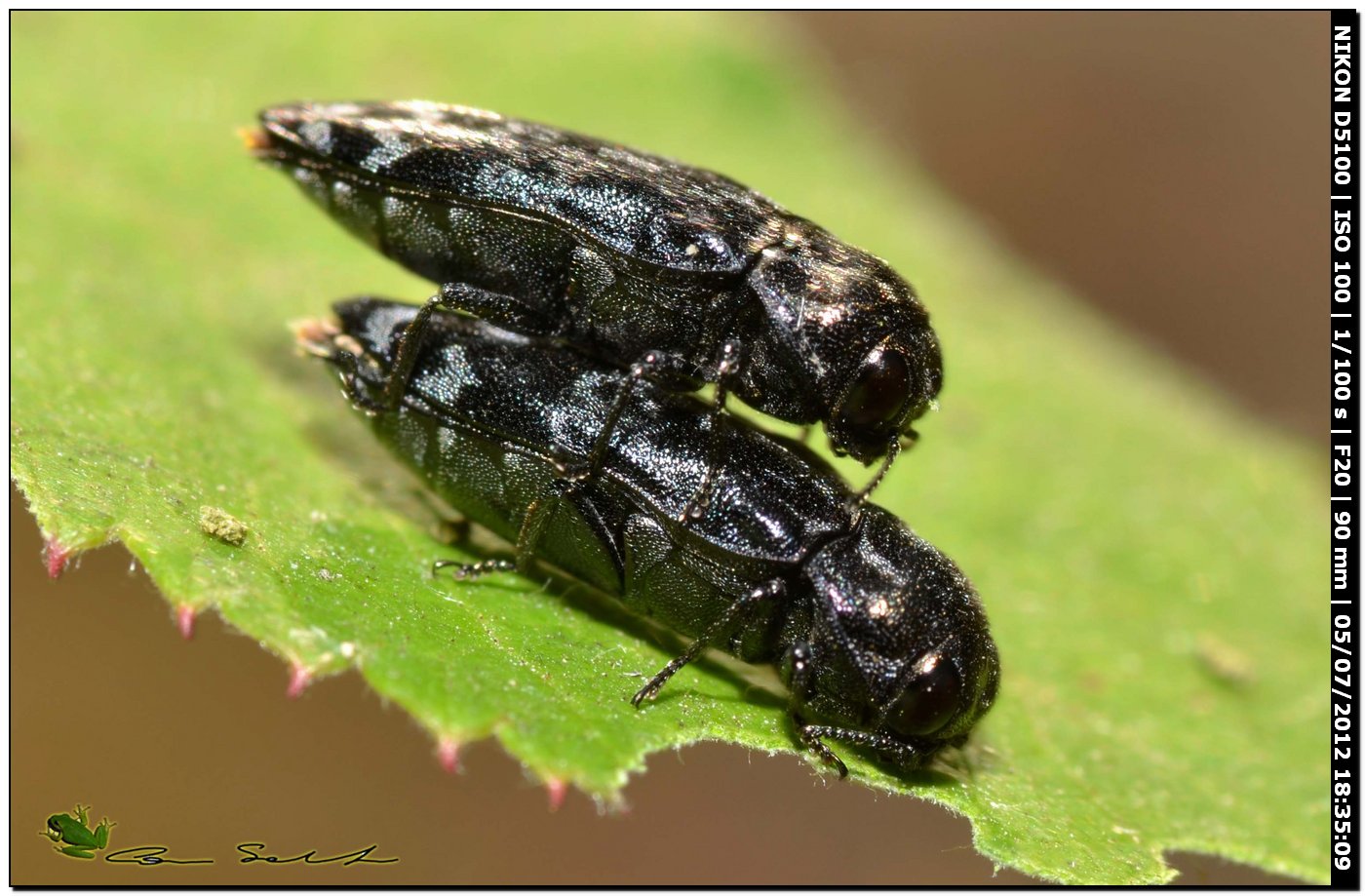 Buprestidae, Coraebus rubi