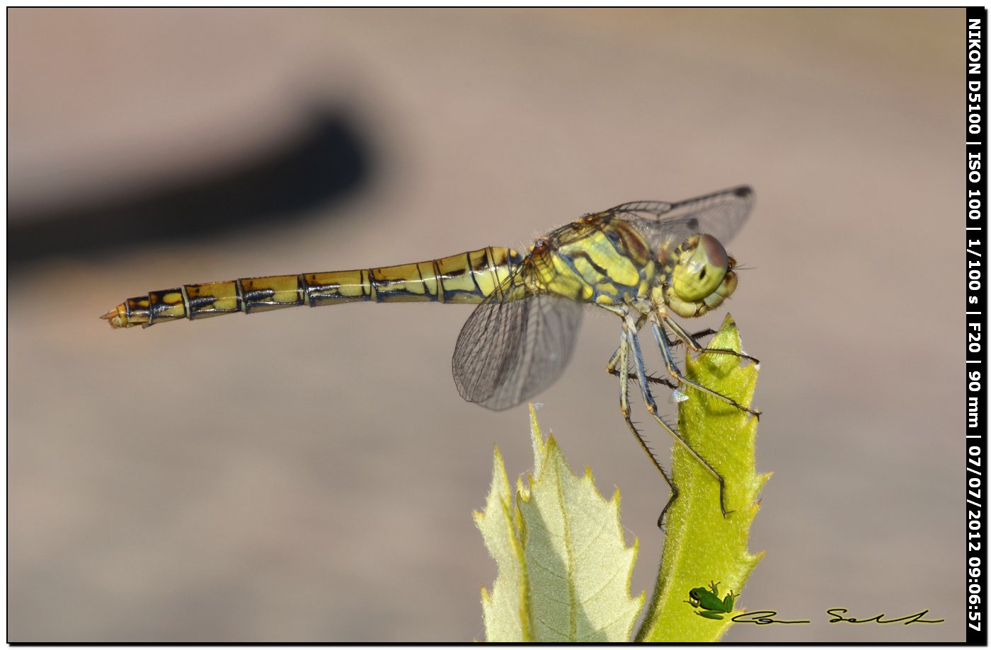 Sympetrum striolatum? o quale?