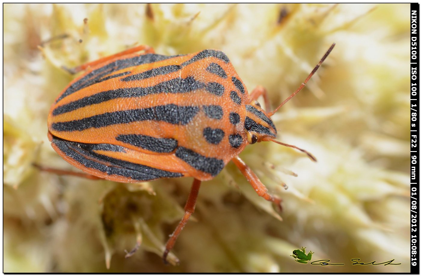 Pentatomidae: Graphosoma semipunctatum di Sassari